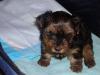 Lily's 1st pictures!!!-lily1.jpg