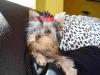 Your Yorkie Pics and weight-sophiaweb214-2005-042.jpg