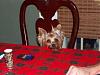 Nolee begging for food!-holiday-004.jpg