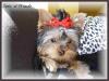 Your Yorkie Pics and weight-web14sophia-2005-040.jpg