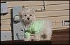 My doggies!-baxtergoshopping_016.jpg