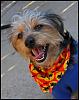 My doggies!-doggyween_035.jpg