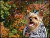 My doggies!-doggyween_039.jpg