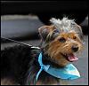 My doggies!-groom2_0019.jpg