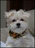 My doggies!-groom_3-bnc_039.jpg