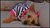 My doggies!-stripedshirts_0029.jpg