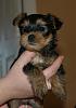 My two new Yorkie babies are home!-sophie-web-view.jpg