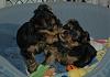 My two new Yorkie babies are home!-sophie-chewy-web-view.jpg
