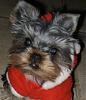 My new baby Dolce-santajacket.jpg