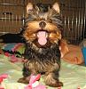 !! He's A REAL YORKIE Now !! =)-gbear12.jpg