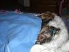 2 sleeping beauties-sleeping-beauties-006-600-x-450-.jpg