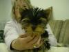 Your Yorkie Pics and weight-untitled.jpg