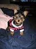 Dolce Daisy-dolces-new-shirt-auntie-mindy2.jpg