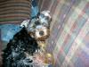 Updated pictures of Mollie & Wyatt-cimg1511.jpg