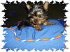 pic of my new yorkie-marley-001.jpg