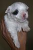 White Yorkie Puppy-cimg1286.jpg