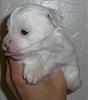 White Yorkie Puppy-cimg1285.jpg