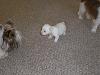 White Yorkie Puppy-cimg1273.jpg