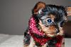 Say hello to EMERY!! :)-l_63a09720ce3f4f8d95f4a5ecc7bd34c6.jpg