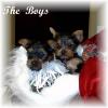 New puppy pic-ped-boys-7-wks.jpg