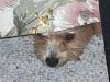 Bentley...so cute-bentley-hiding-1-.jpg