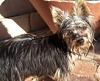 My Yorkie Twinkle-twinkle-nat.jpg