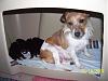 My Yorkie Rusell are 10 days old :) ...PICS..-picture053.jpg