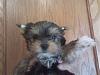 White Yorkie Puppy-0119090927.jpg