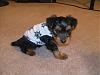 New puppies-yorkie-014.jpg