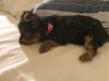 New puppies-yorkie-006.jpg