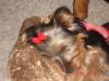 Frazier with his Monkey-dsc01060.jpg