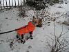 Rocky in the Snow Sunday-picture-014.jpg