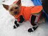 Rocky in the Snow Sunday-picture-054.jpg