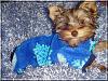 Hershey all cozy in his Jammies!!-hershey-jammies-04.jpg