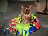 Piccolo Loves Her New NapSak by Chattiesmom-picture-009-small-.jpg