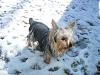 1st Birthday Wishes for Halle!-halles-1st-snow.jpg