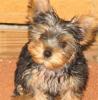IT's BAAAACK!!!! Monday Guess The Yorkie-gty1121..jpg