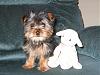 New Pics of Sir Laddy-005-copy.jpg