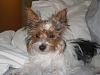 White Yorkie Puppy-resize-wizard-1.jpg