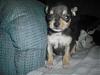 New baby Chorkie Ming-609fcf81.jpg