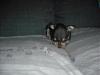 New baby Chorkie Ming-ad416fde.jpg