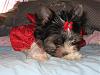 Kissy's first Go.Fetch dress!-redgala1.jpg