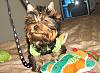 Gucci in his Harness from Mitzis Mom WE LOVE IT!!-guccibear2.jpg