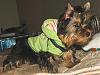 Gucci in his Harness from Mitzis Mom WE LOVE IT!!-guccibear2a.jpg