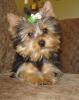 Esme's FIVE MONTHS OLD today! Puppy grad pic inside!-esmemonth5.jpg