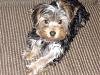 My first yorkie..Charilie 19 weeks-acharlie2.jpg
