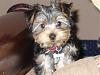 My first yorkie..Charilie 19 weeks-acharlie4.jpg