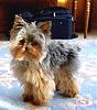 My Yorkie Boys-joe2.jpg