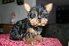 Our little Guy-puppy-029.jpg
