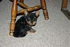 Our little Guy-puppy-035.jpg